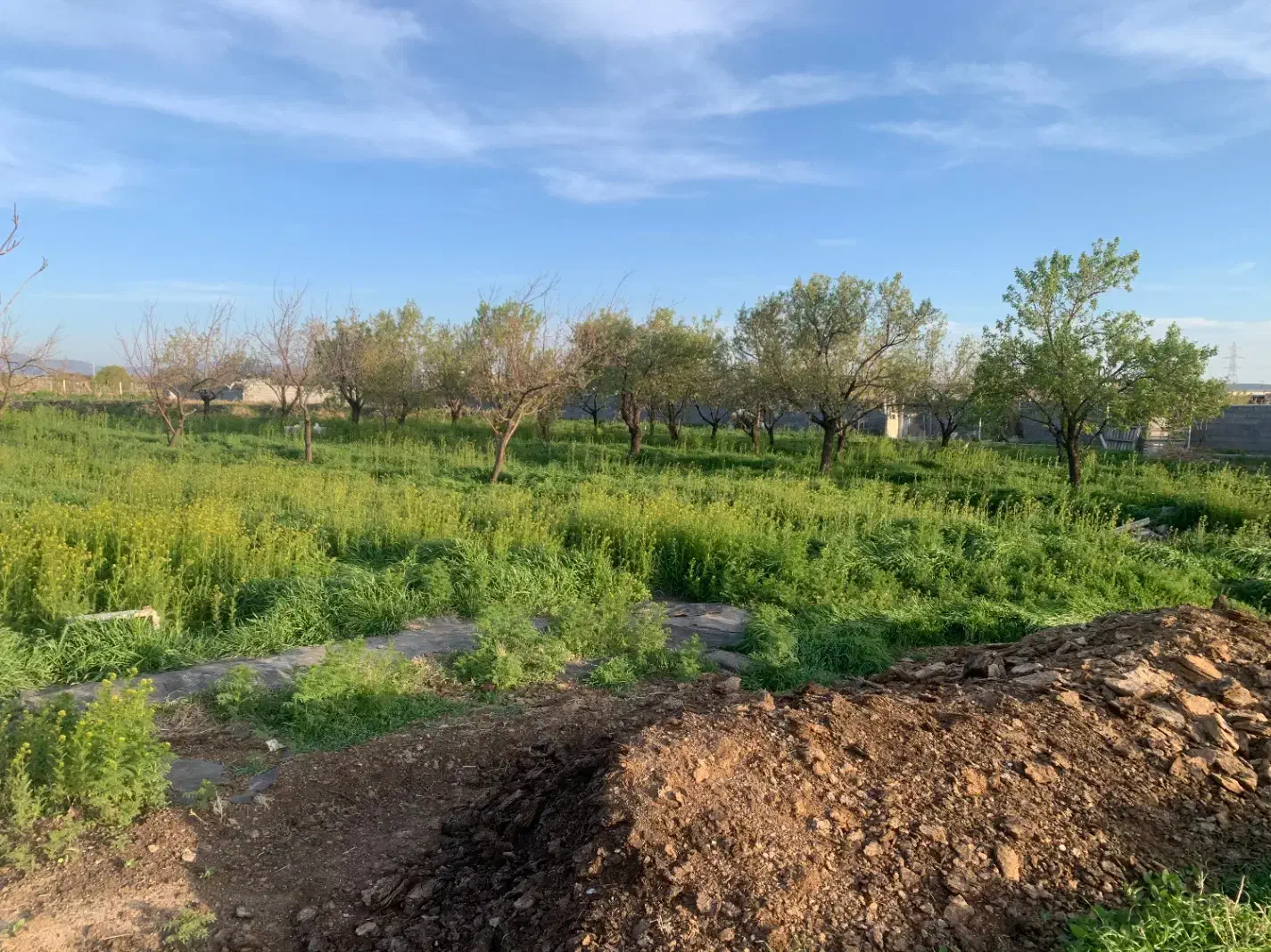 فروش ۲۵ من باغ پشت کشتارگاه