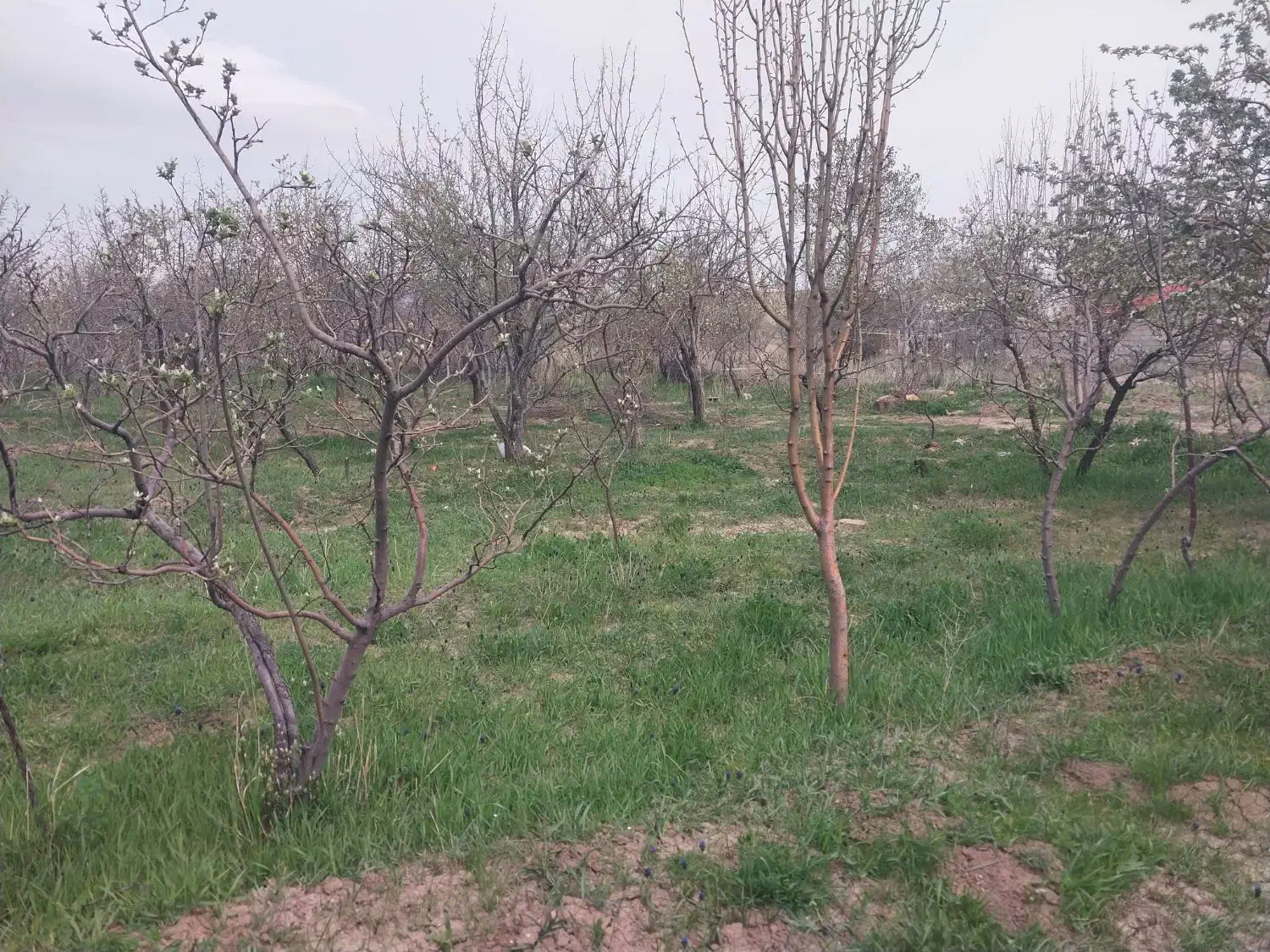 باغ ویلایی زمین صوفیان