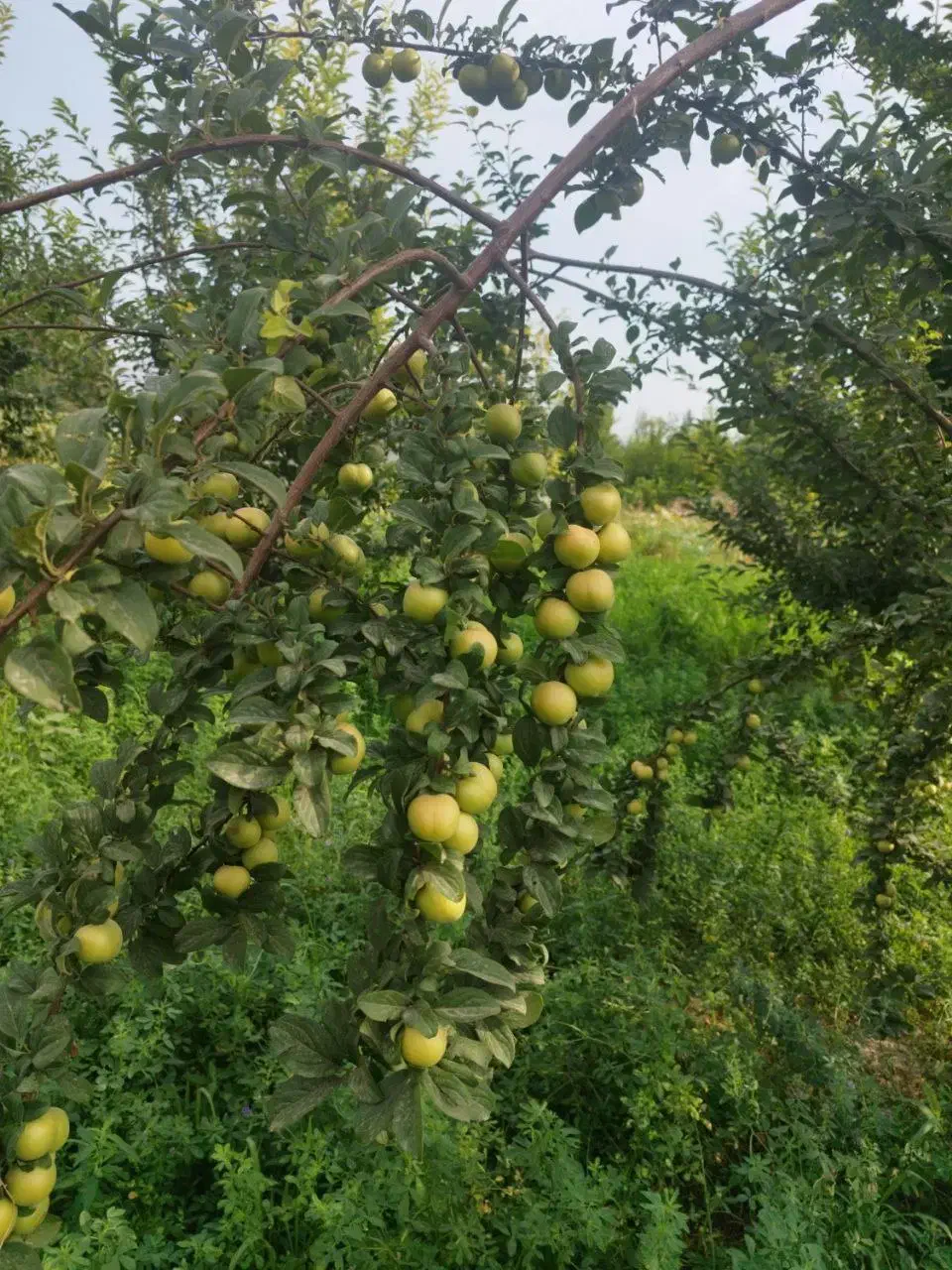 فروش زمین باغی