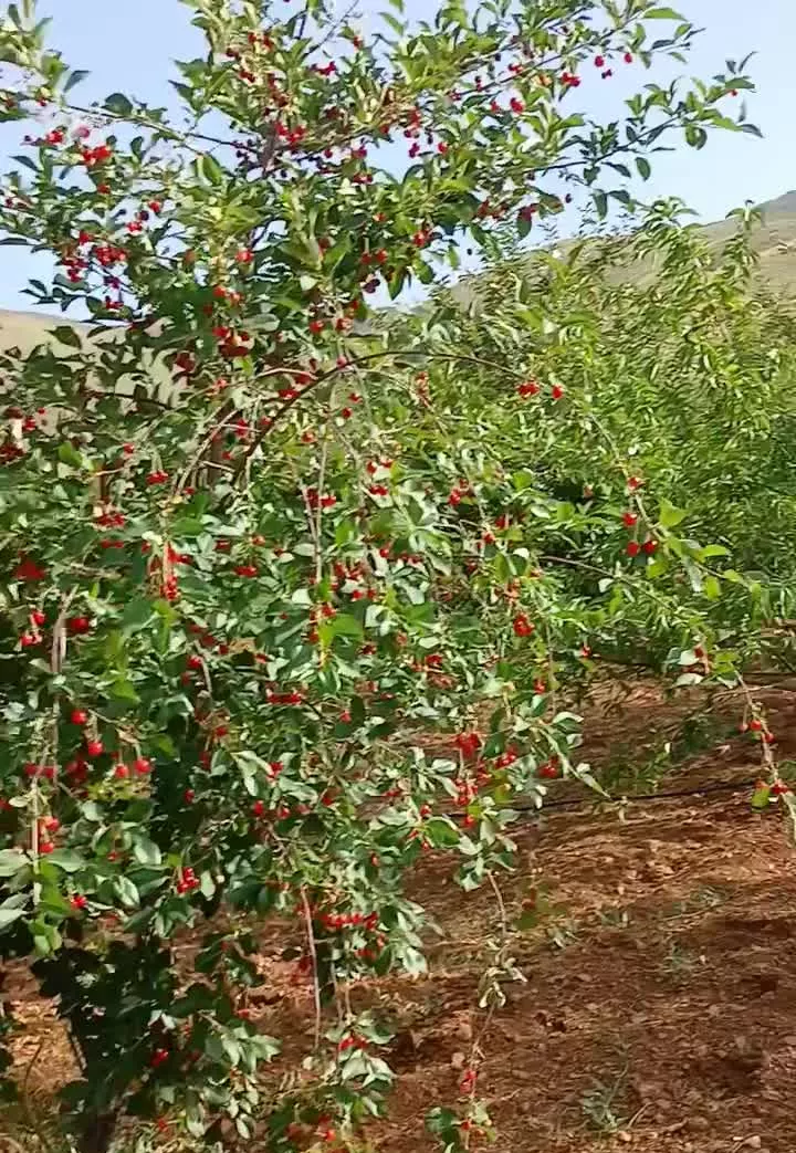 حدود دو هکتار باغ جای بکر و با صفا