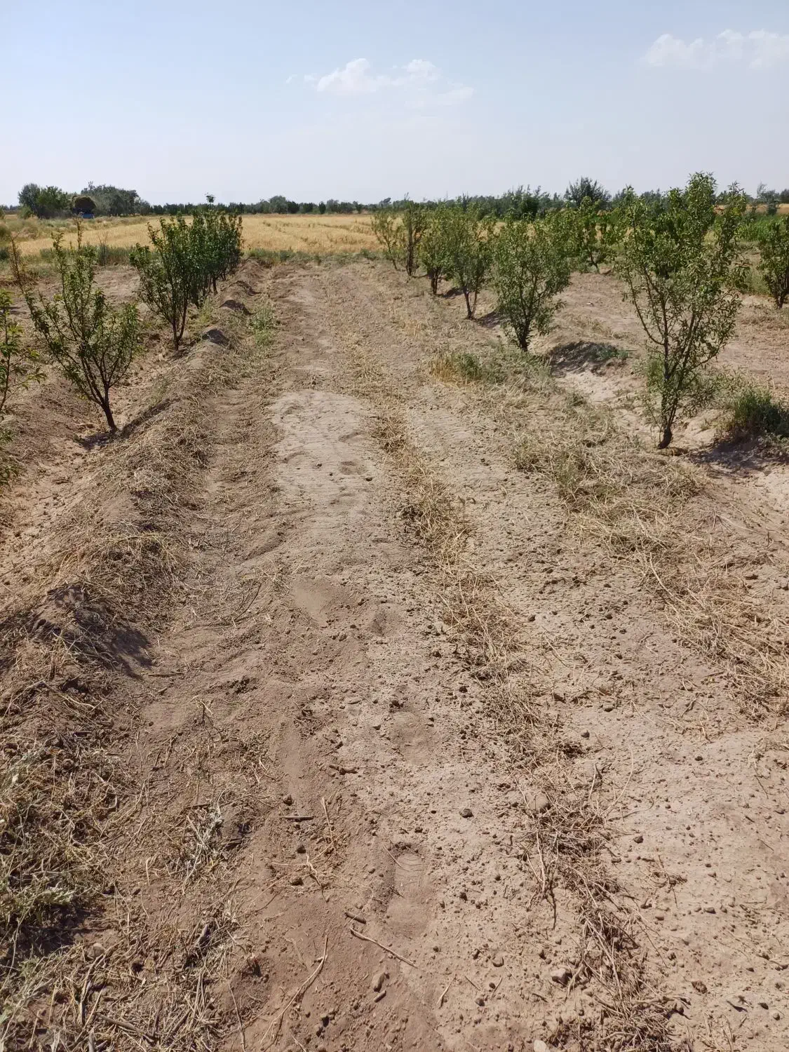 زمین ۹ باتمان روستای دستجرد