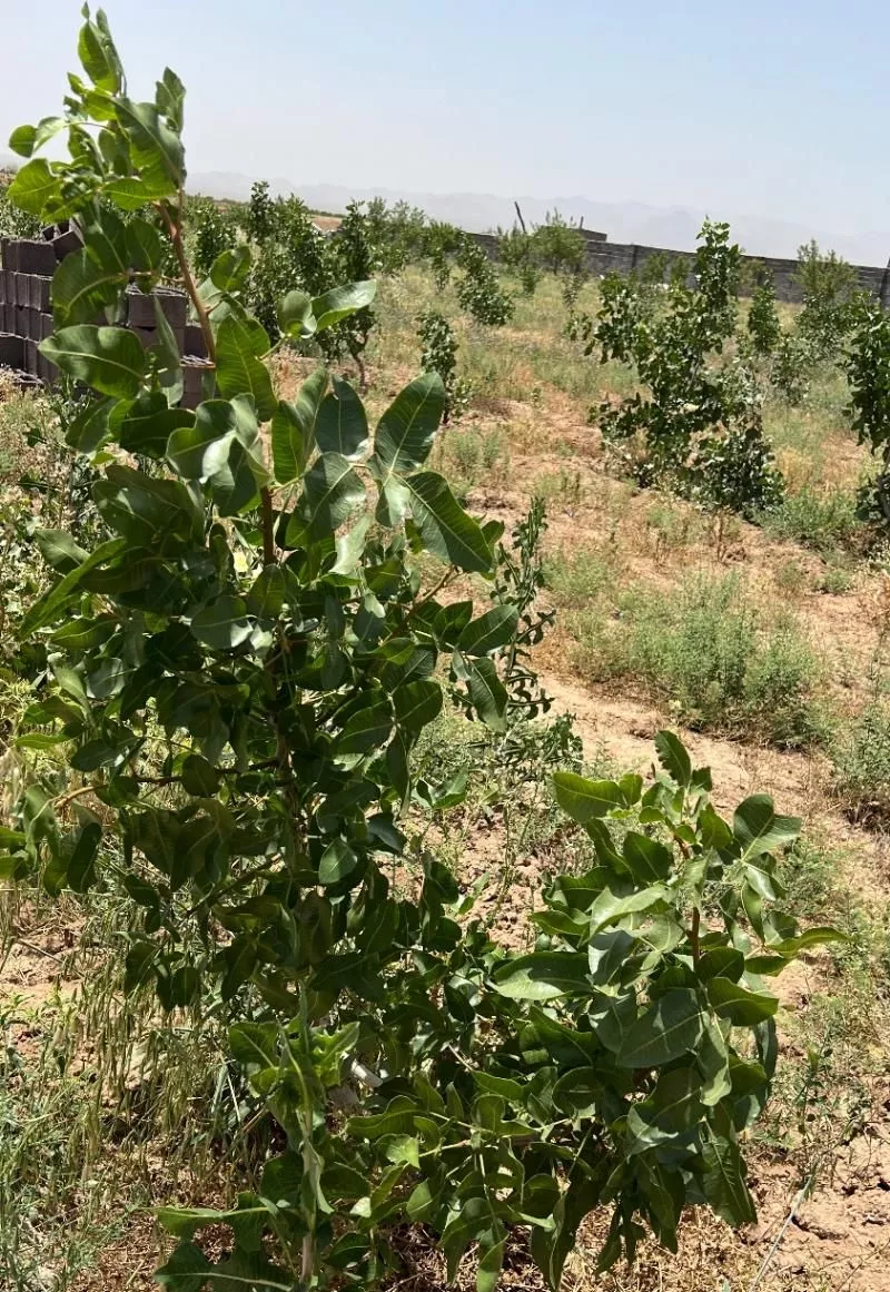 ۱۰۰۰متر باغ سند تک برگ بی همتا درشهر مامونیه
