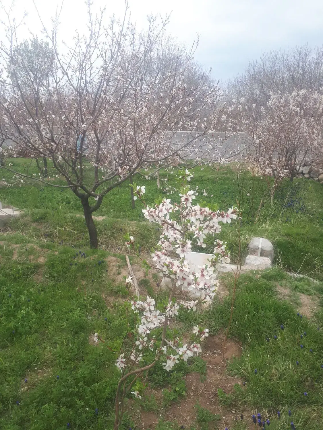 باغ_با درختان جوان
