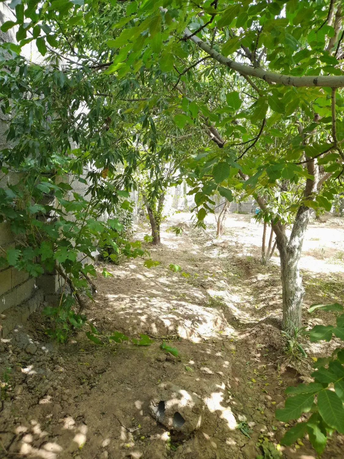 باغ_باغ چهار دیواری گلدشت_قلعه سفید