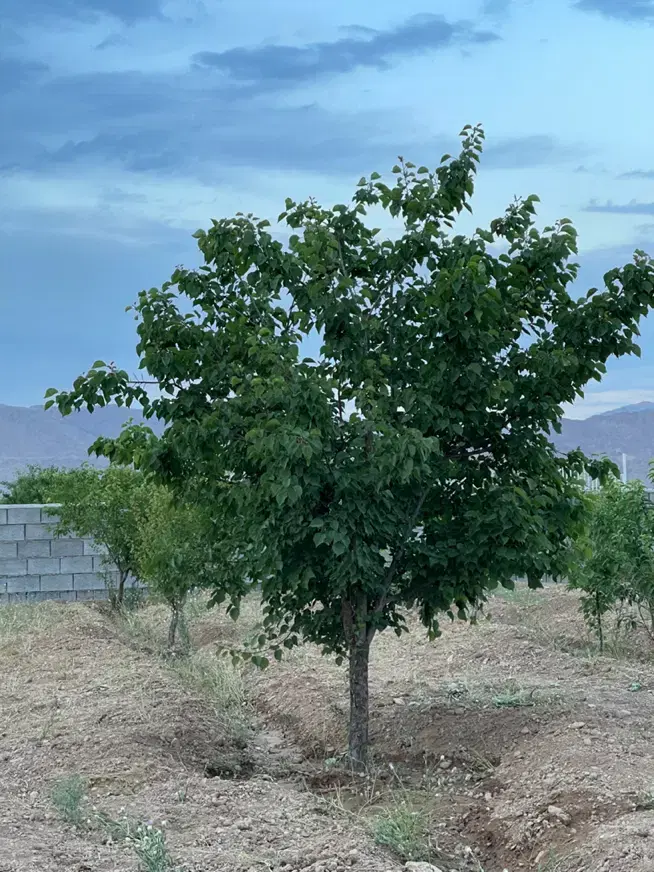 فروش باغ ۱۰۰۰متری با دیوار بلوکی وآب چاه‌ داخل شهر
