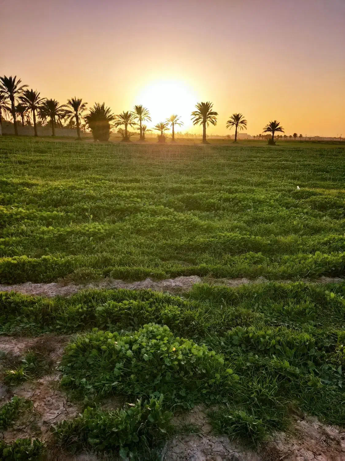 زمین قابل ساخت