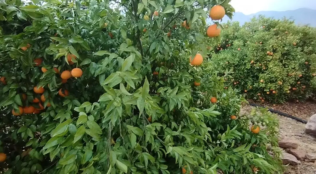 فروش باغچه