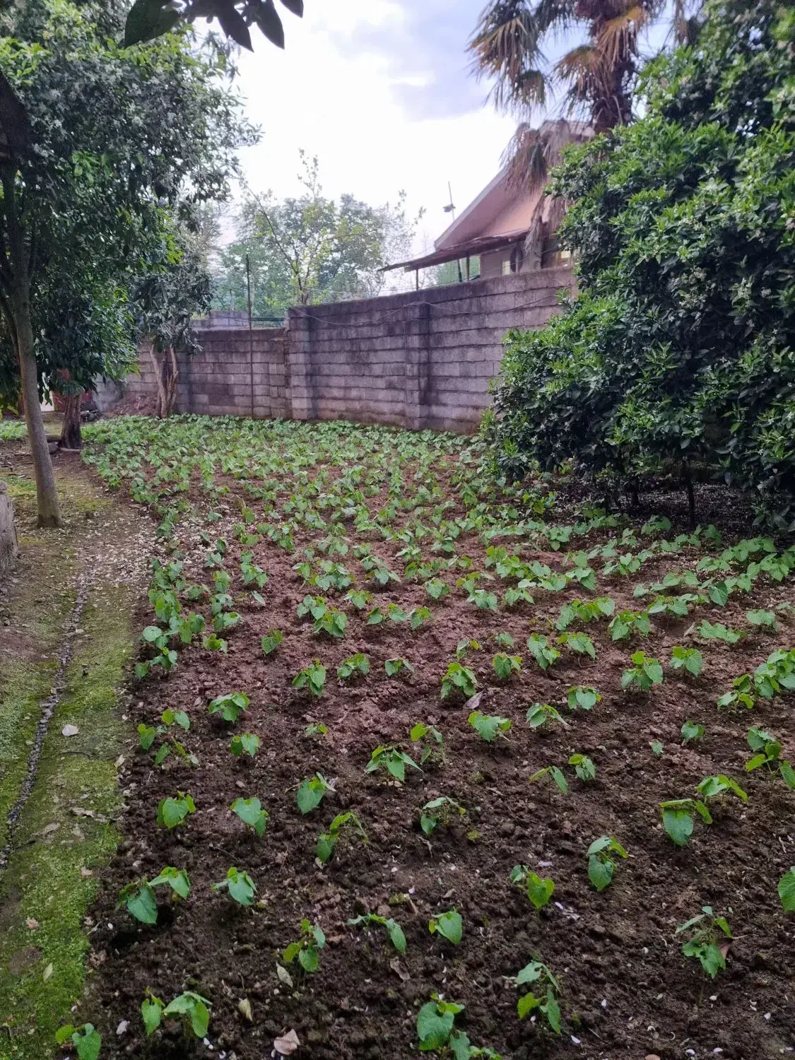 روستای برند_۳۰۰ متر با بنای قدیمی_با سند