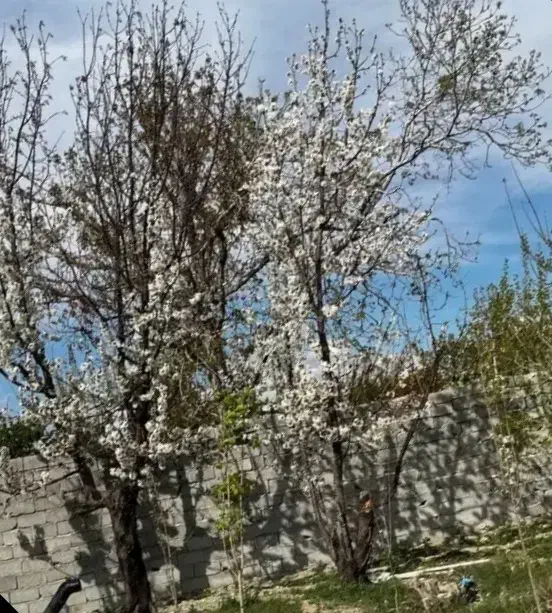 ۲۵۰ متر سند دار  خوشنام. ابشار.