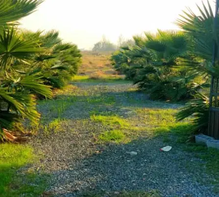 زمین مازندران