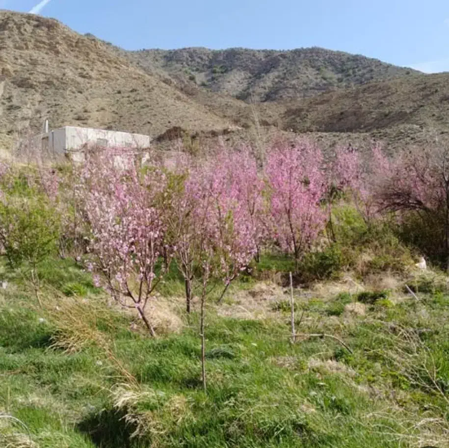 زمین دهبکری با سند تک برگ و آب برق گاز،قابل معاوضه