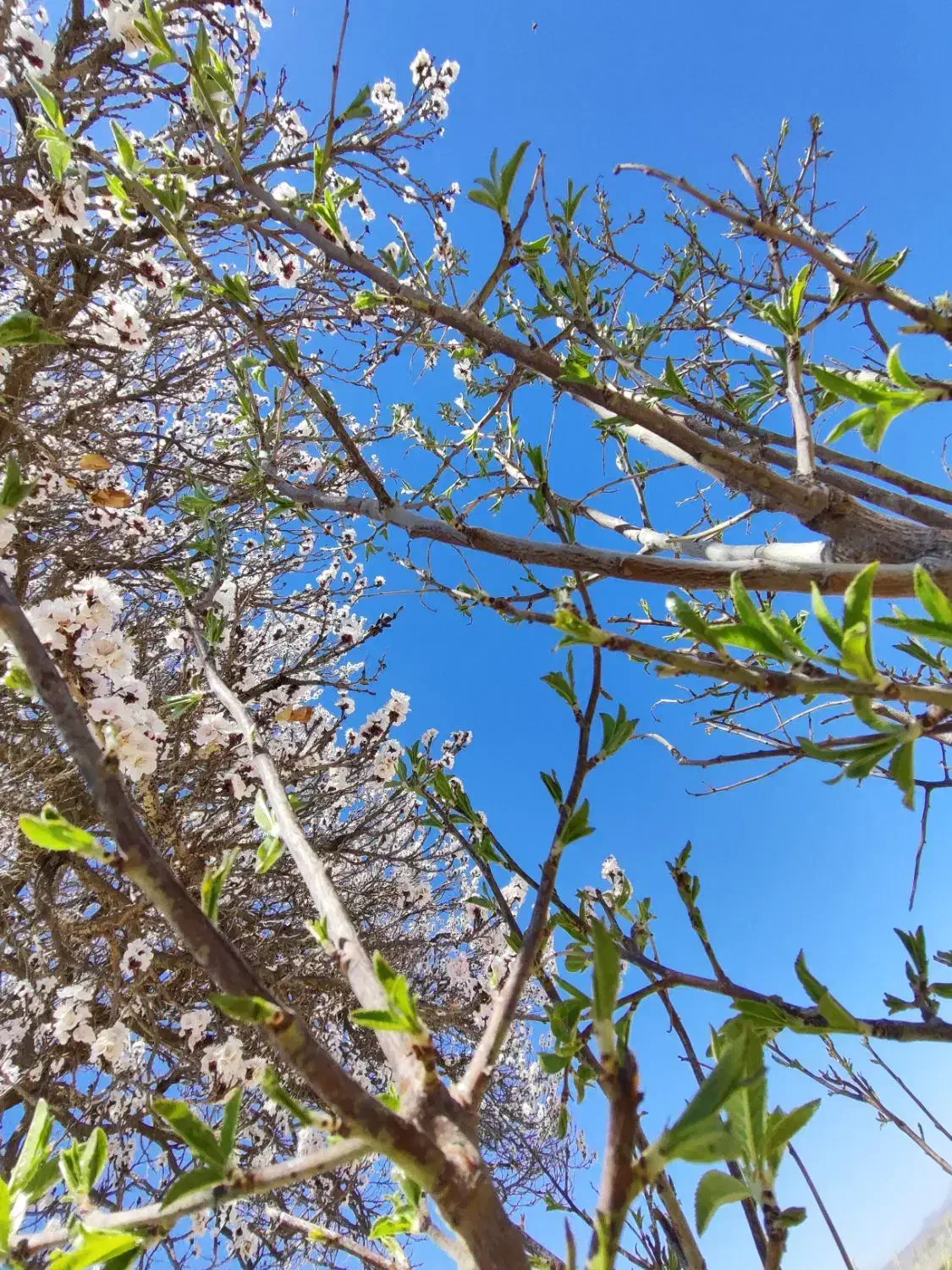 زمین کشاورزی باغ گلخانه معاوضه