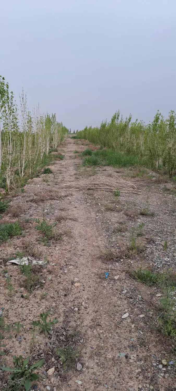 باغچه 600متری ،جاده سهلیه ، کوروش