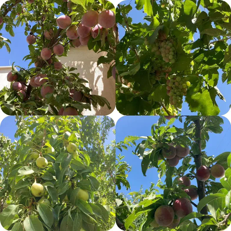 باغ گراخک شاندیز