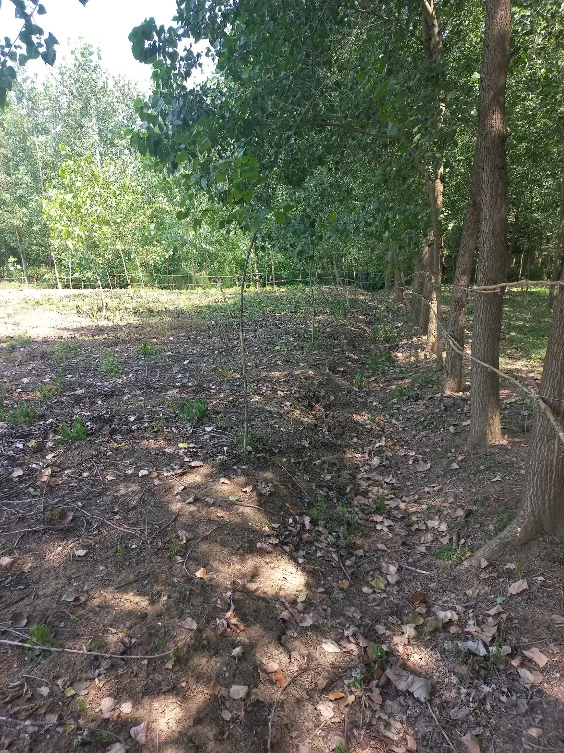 زمین باغی حومه شهر شلمان