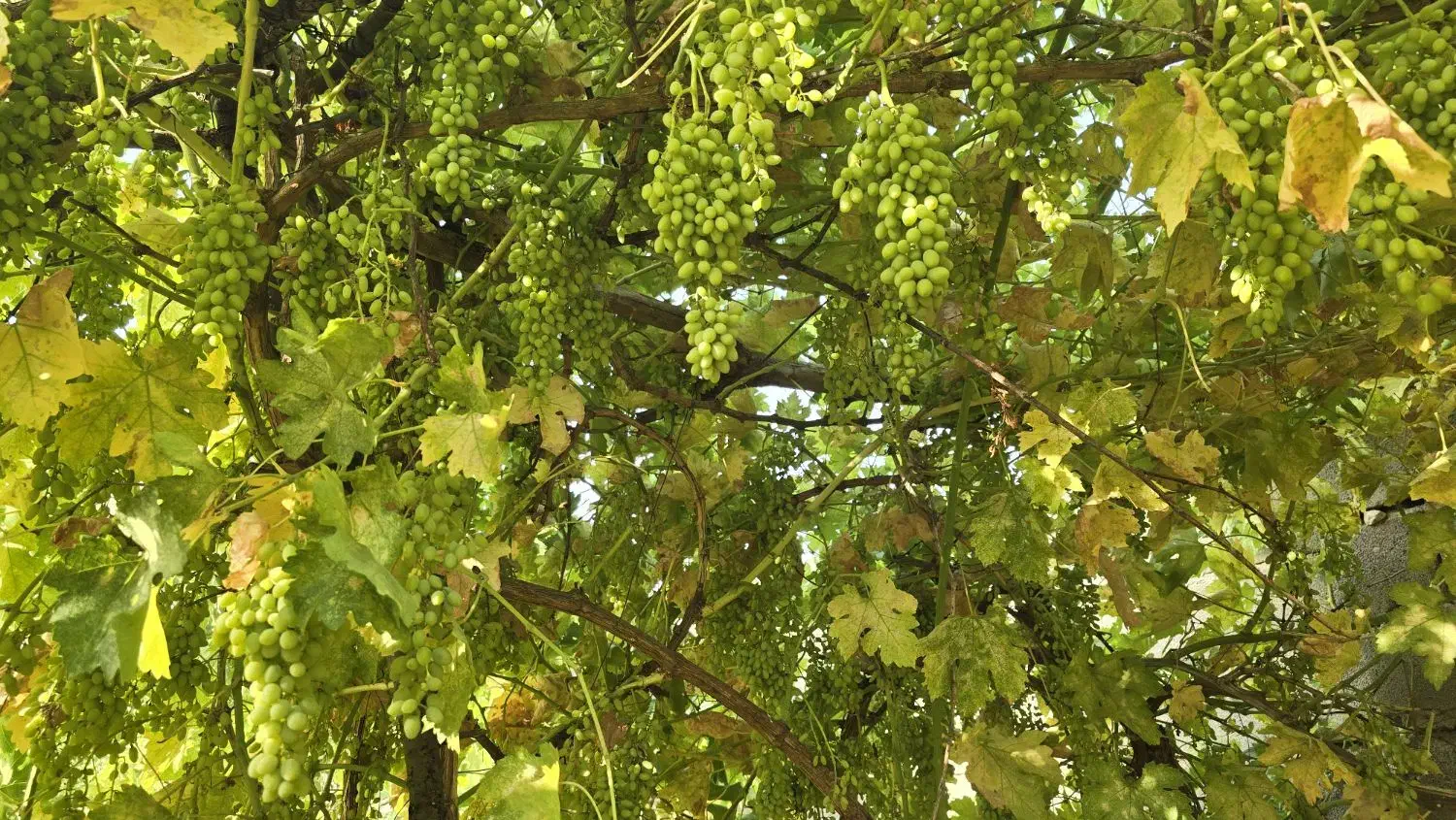 باغچه ۵۵۰متری قلعه سنگی