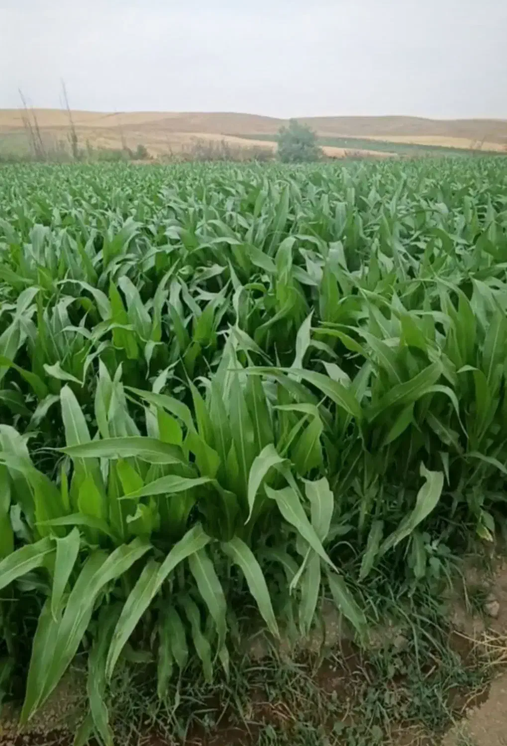 زمین با آب