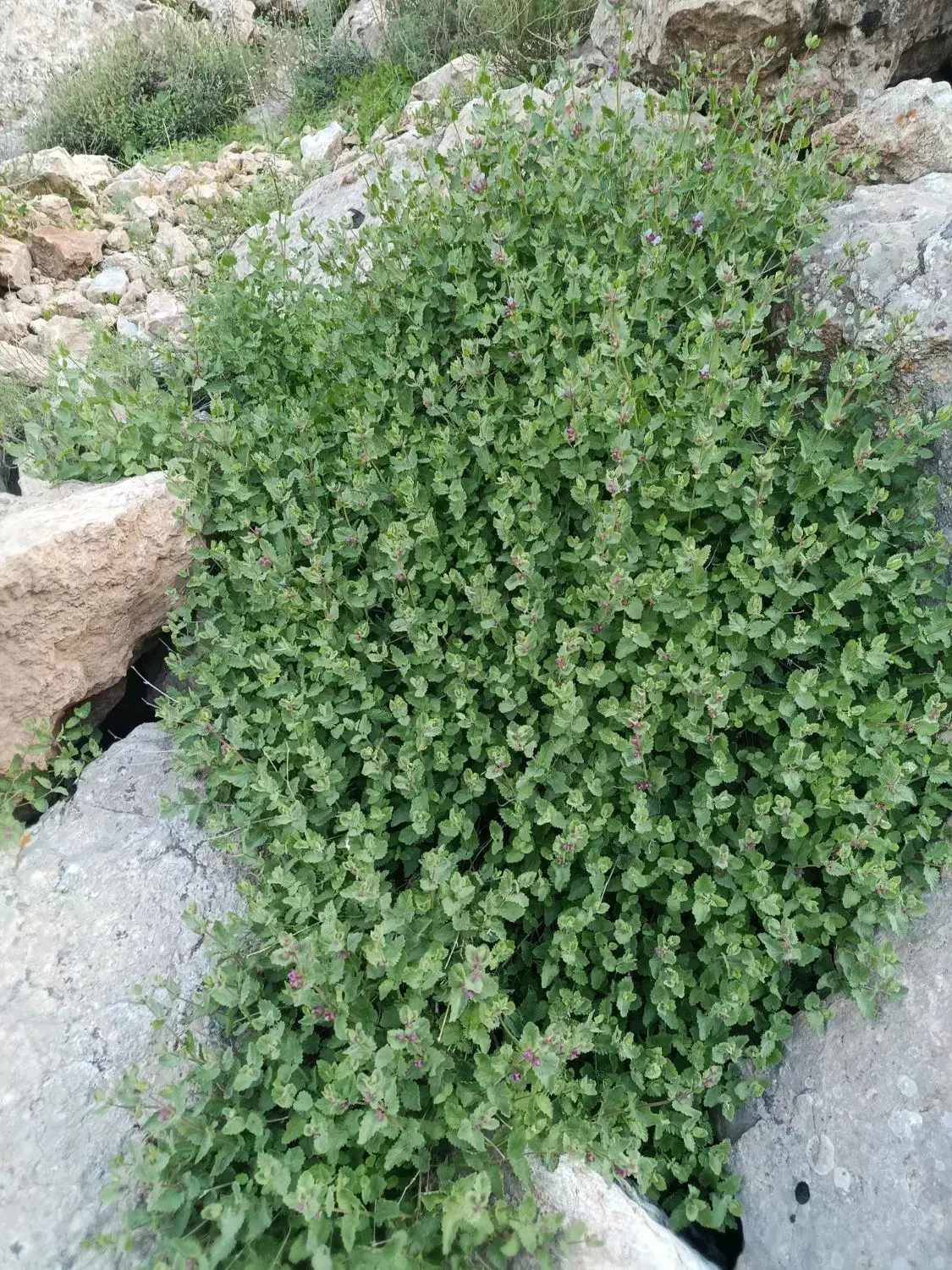 فروش زمین باغی بسیار آینده دار