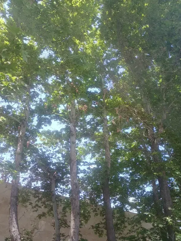 اجاره خانه ویلایی