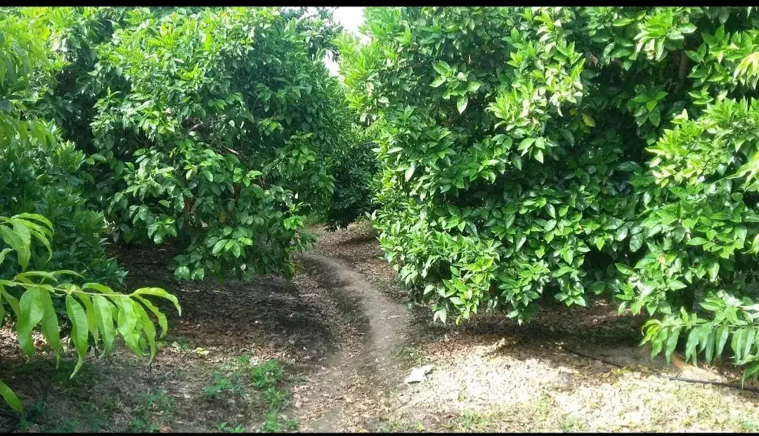 باغ یک هکتاری مرکبات و هلو