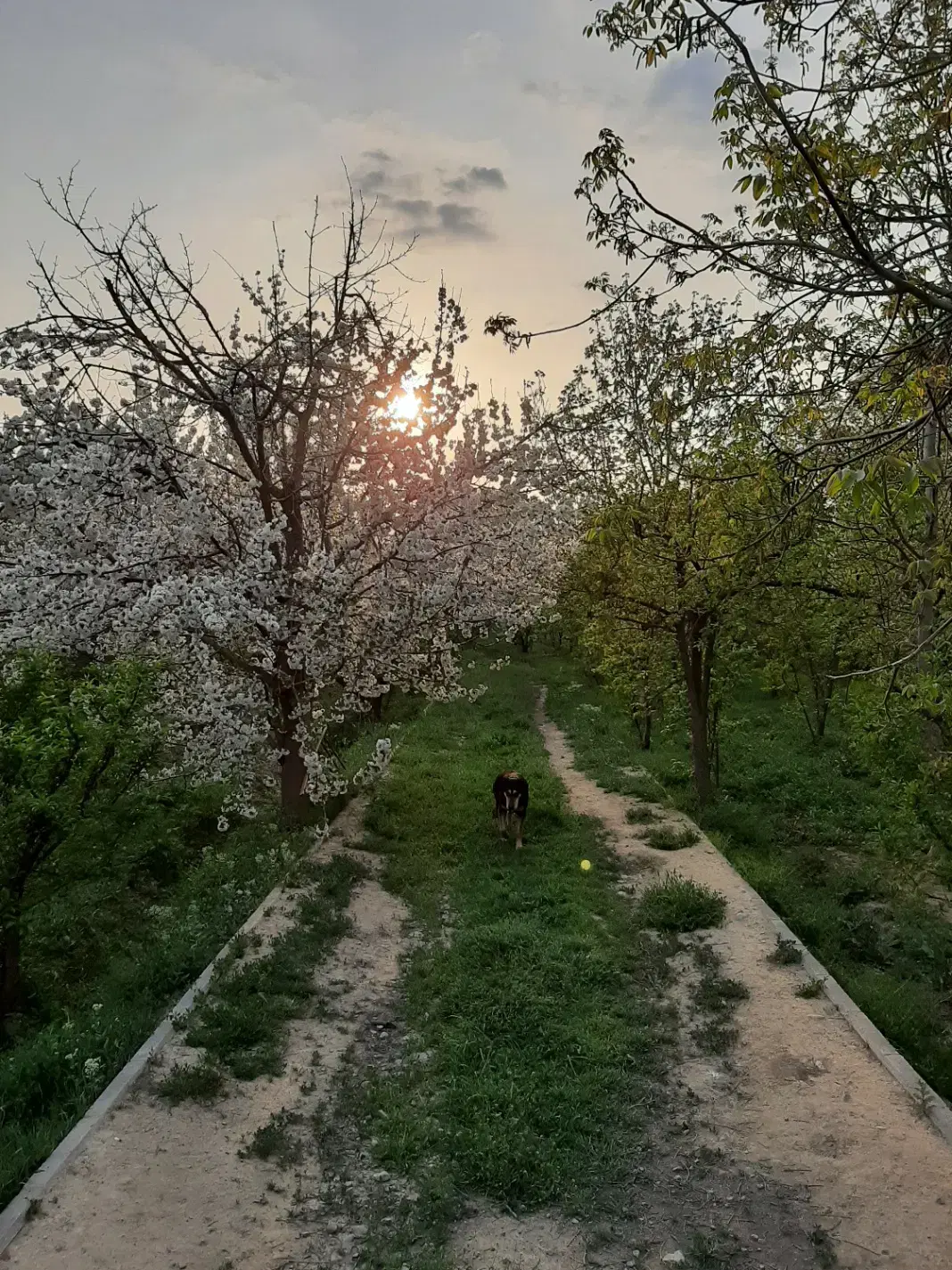 جاده سهیلیه خ بهکام ناز خ بابک ۲۰۰۰هزار متر