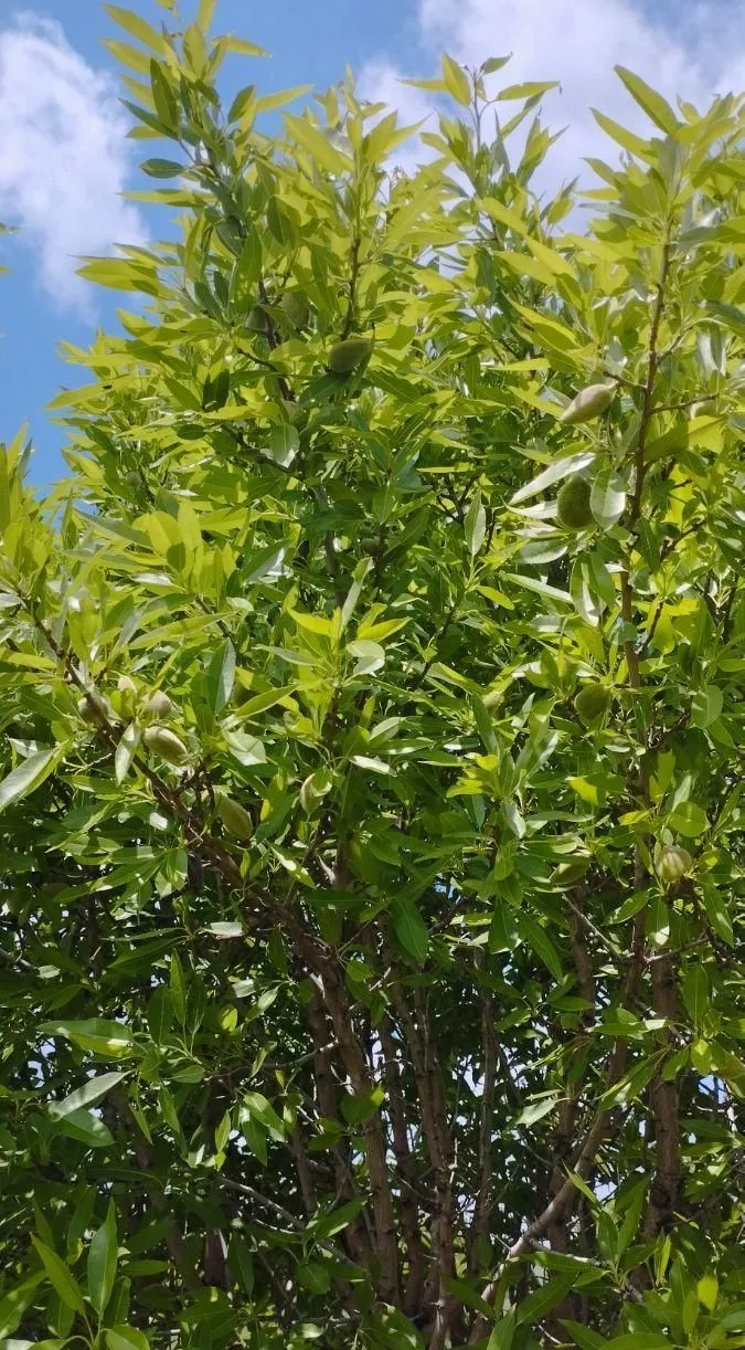 باغ ویلا  زمین  در منطقه امند کهل النجق