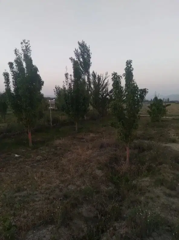 زمین اسوران