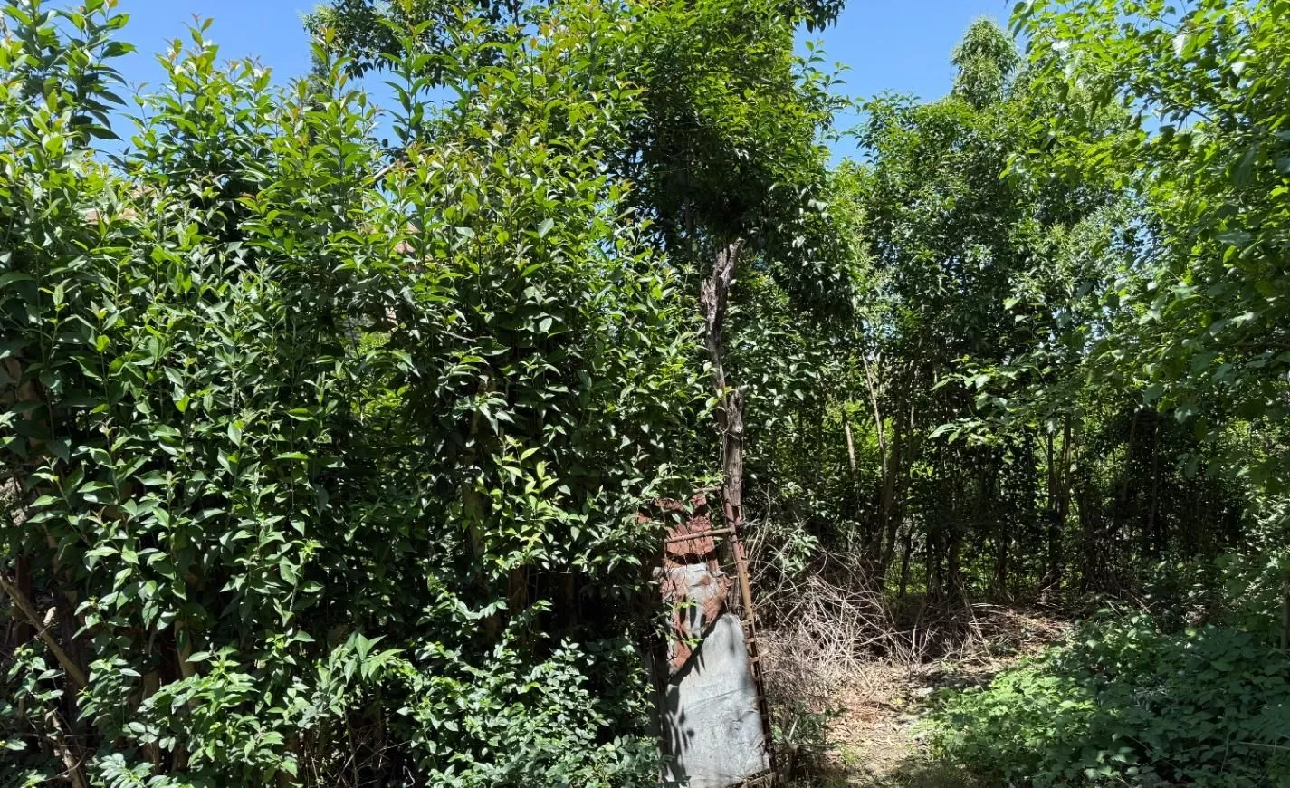 زمین مسکونی ۲۷۰ متری