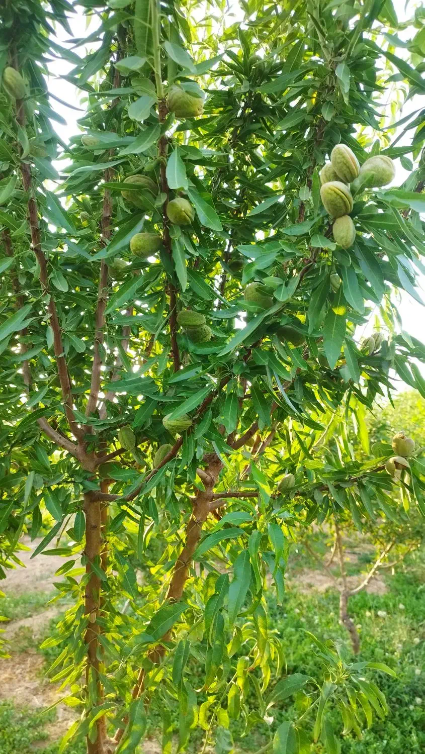 ملک سند تک برگی پل زمانخان