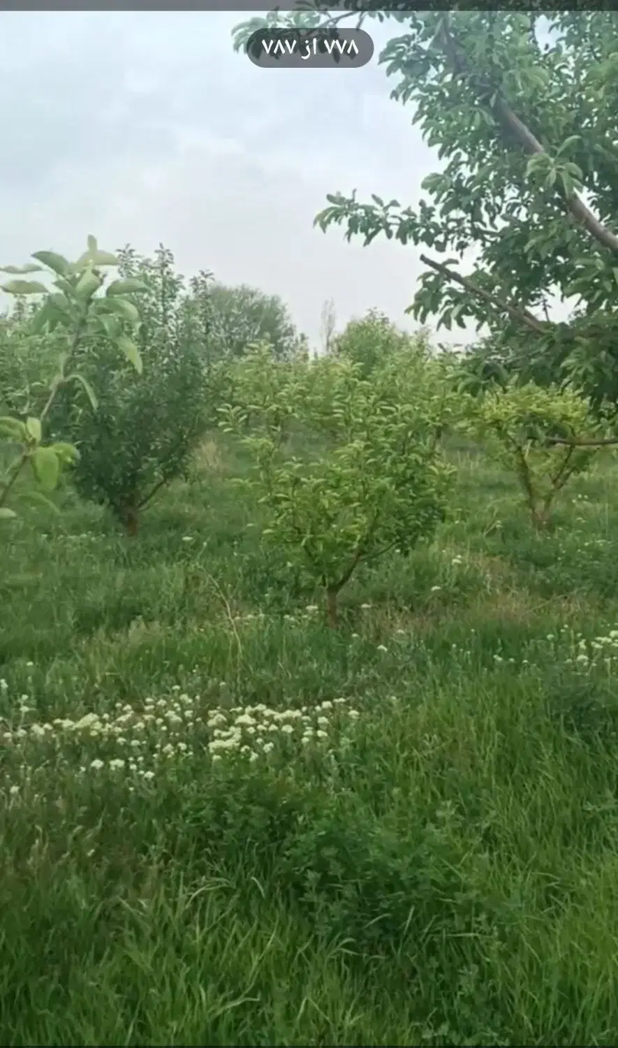 باغ با تمام امکانات