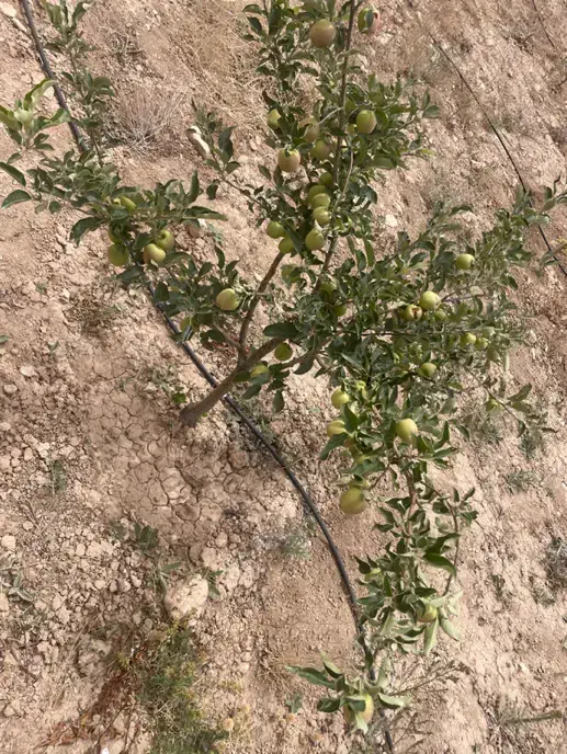 باغ ۸۰۰متری گیلاس مهنان