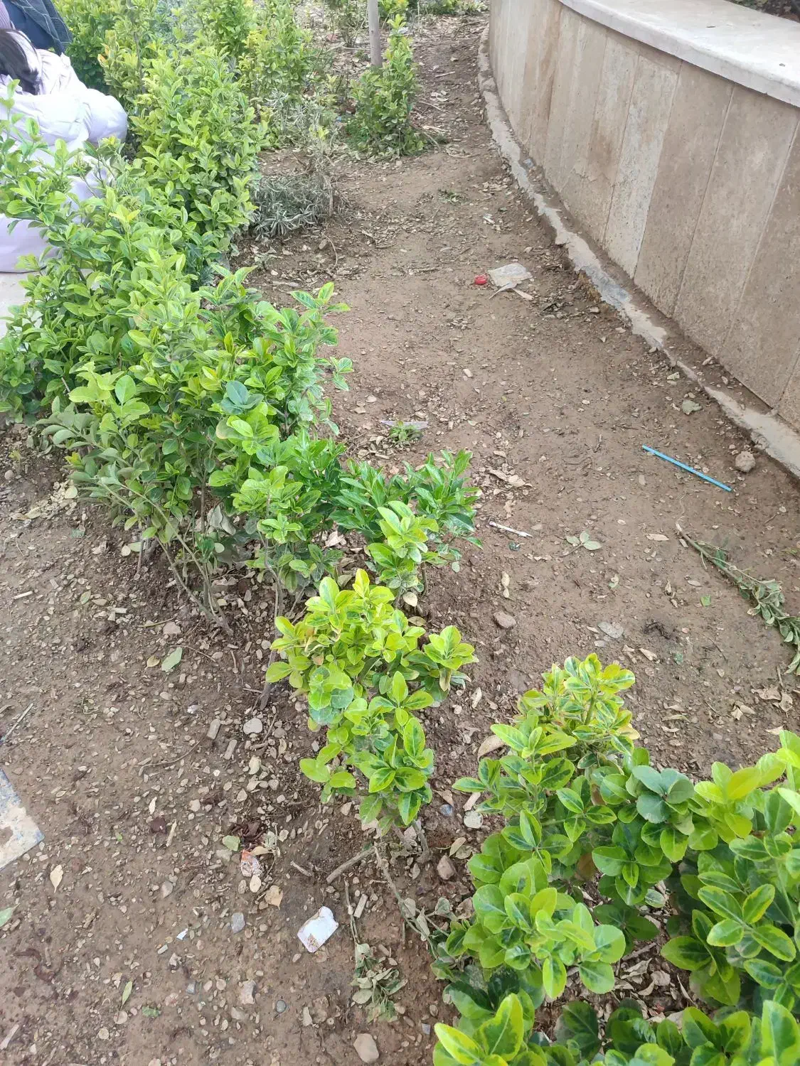 زمین مسکونی استانه