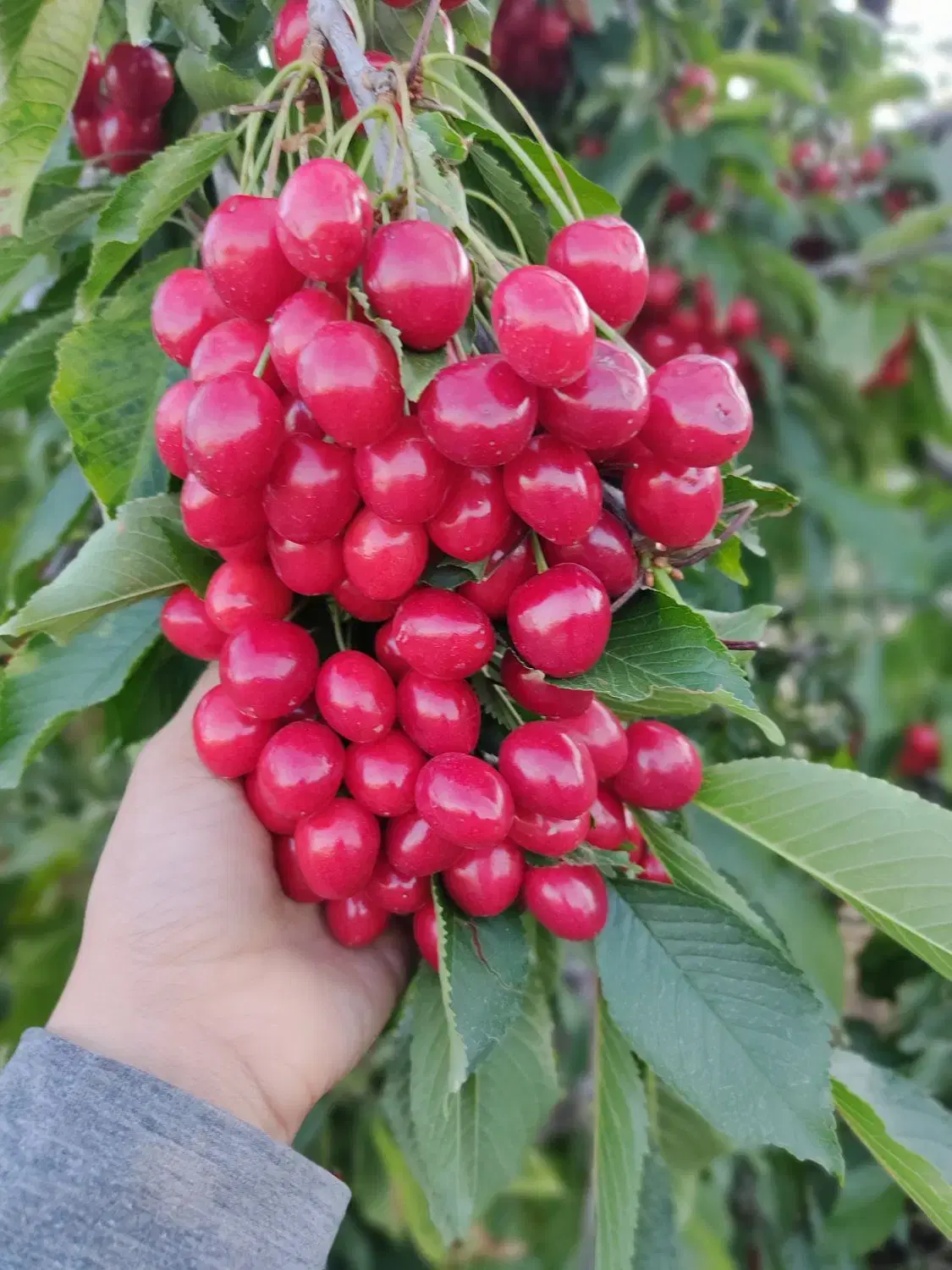فروش باغ ۳هکتار