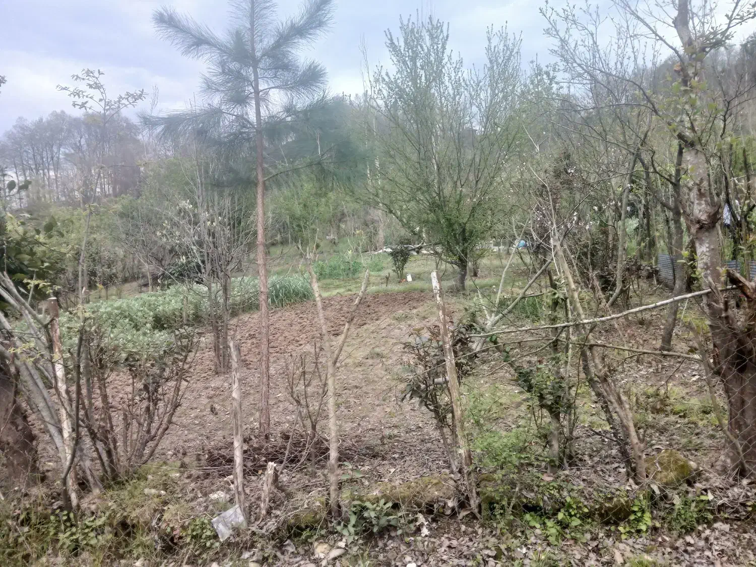 ۲۵۳زمین باغی درلاهیجان