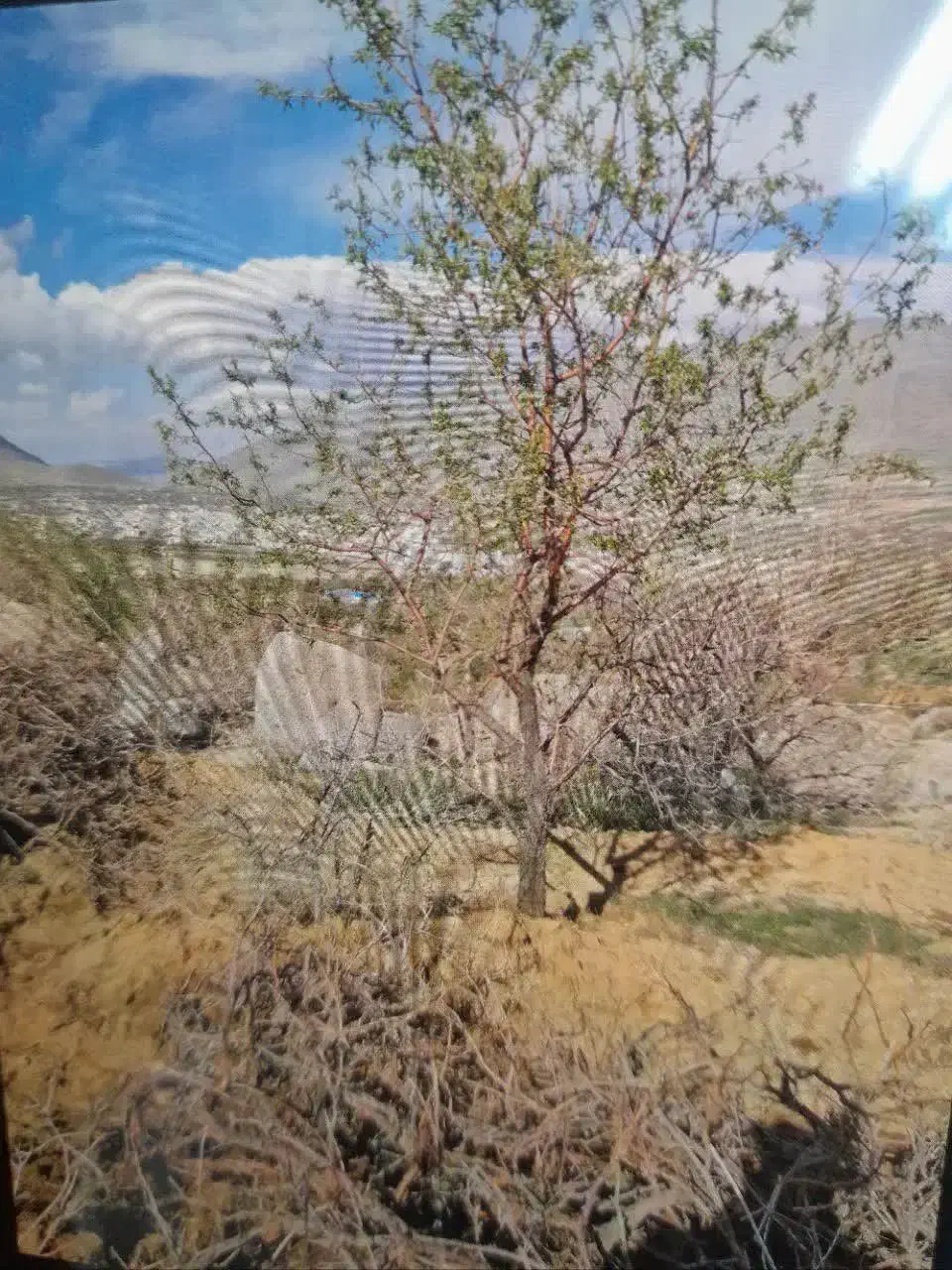باغ استانه ۱۰۰۰متر