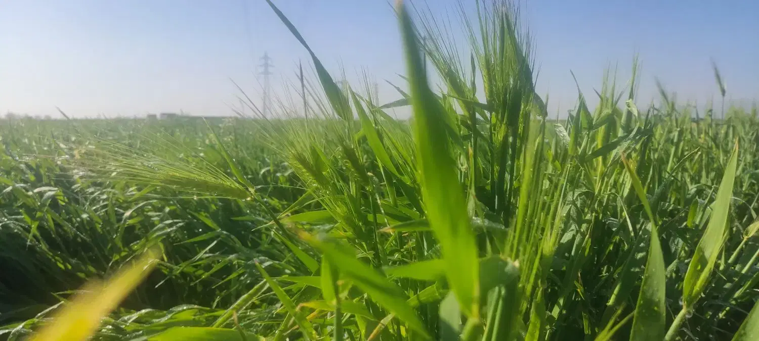 زمین کشاورزی