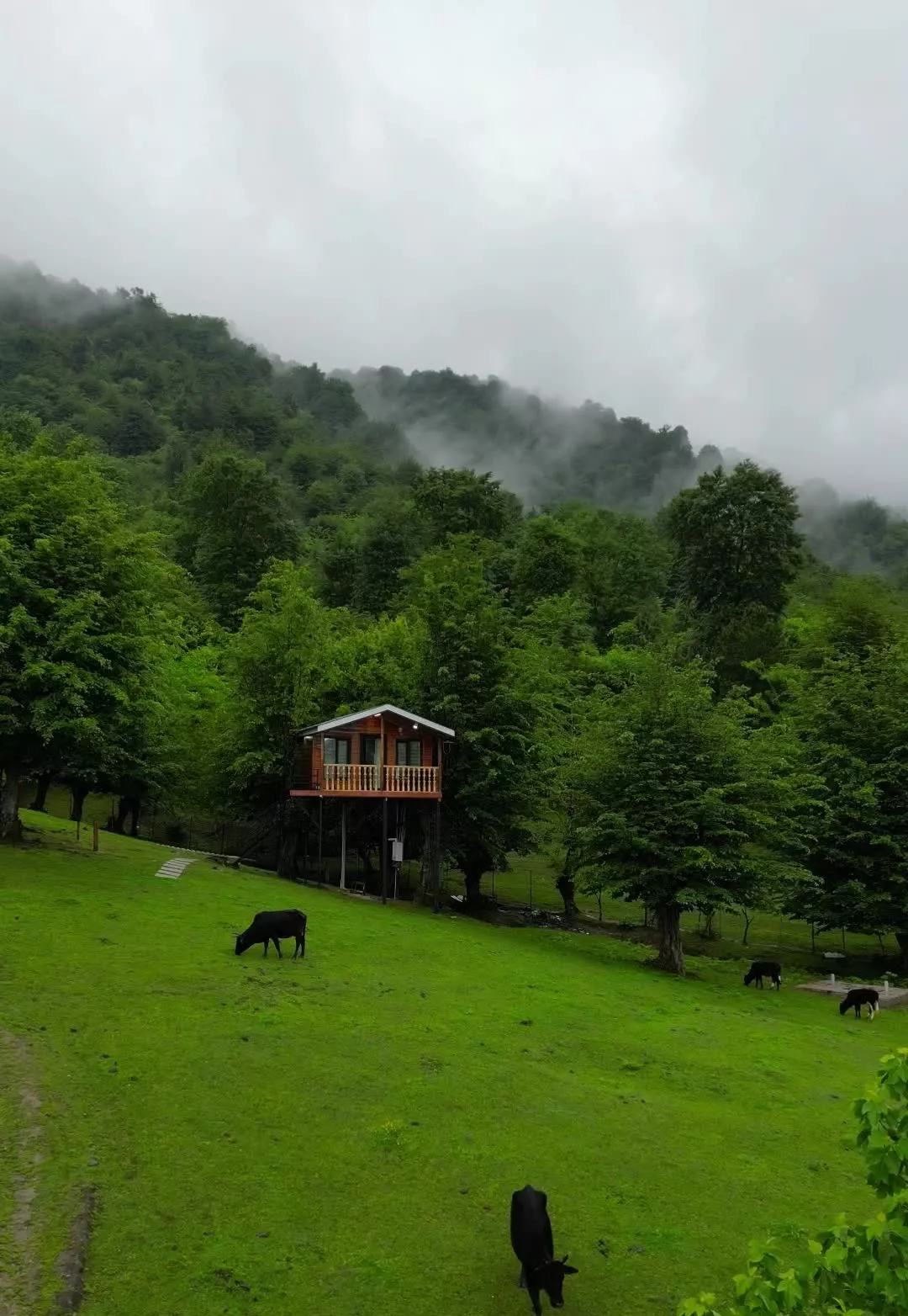 تنها کلبه درختی شمال