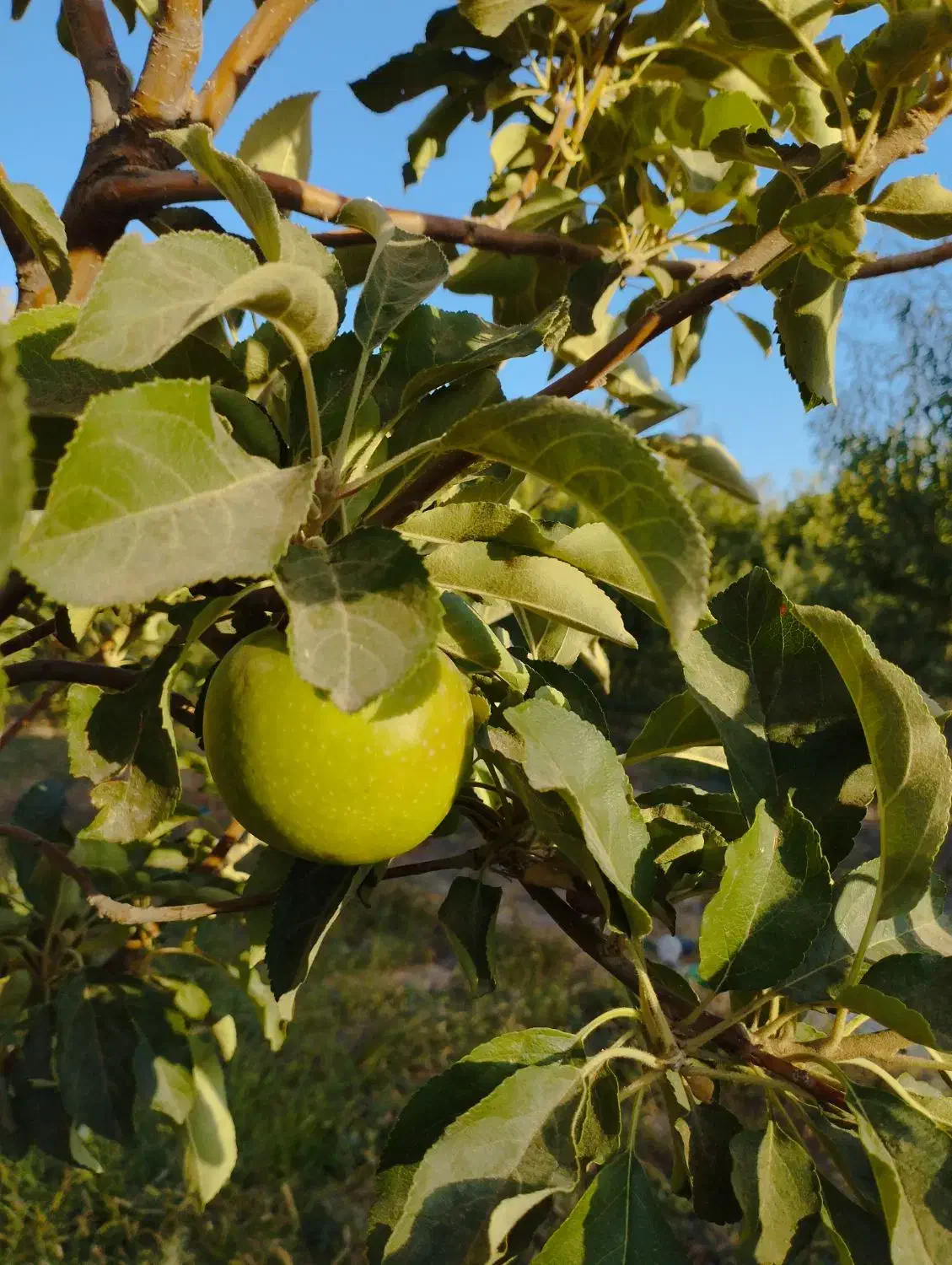 مزرعه درروستای ینگجه13.5من