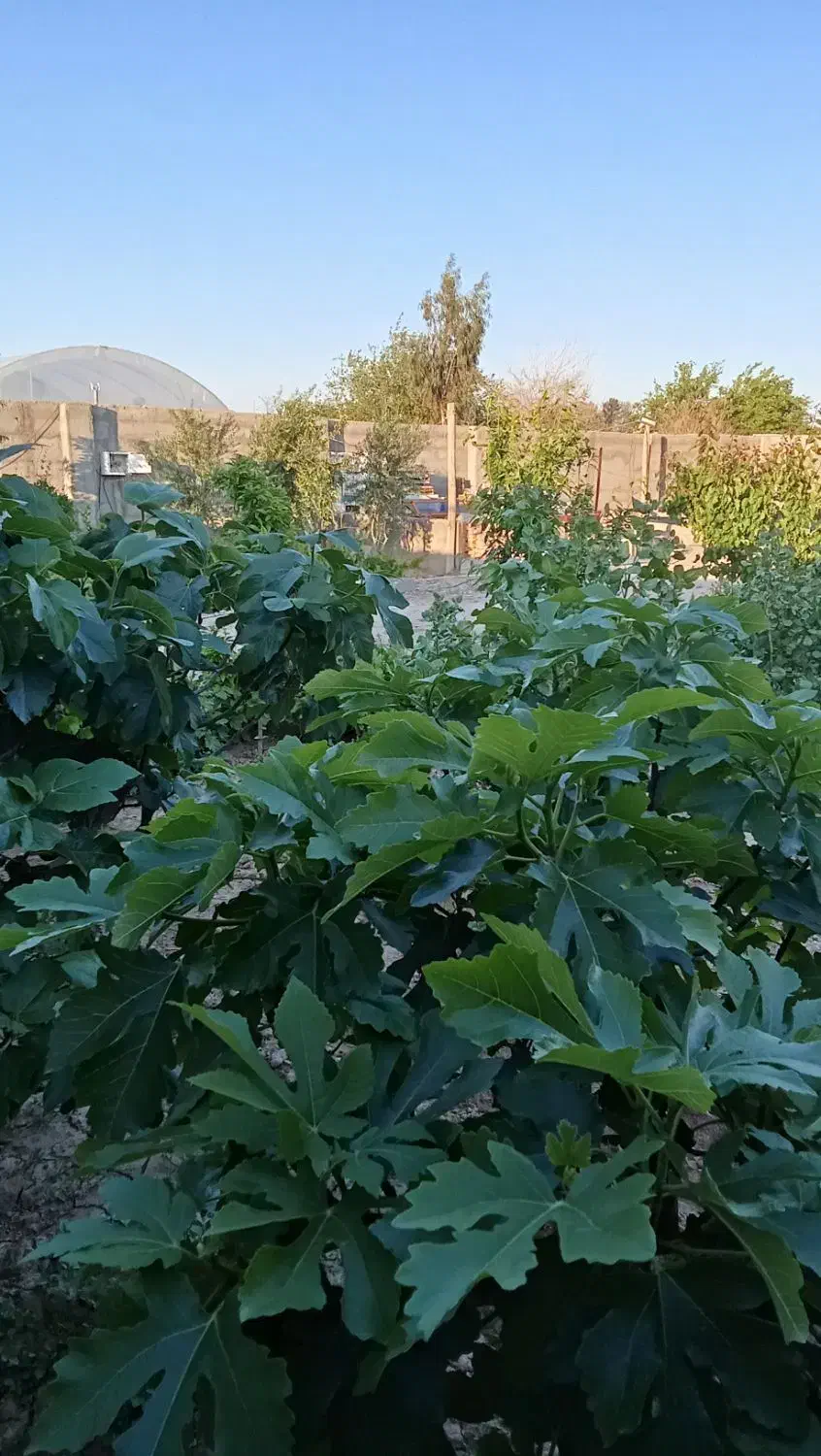 باغچه510متر درخت میوه در روستا قلعه سین