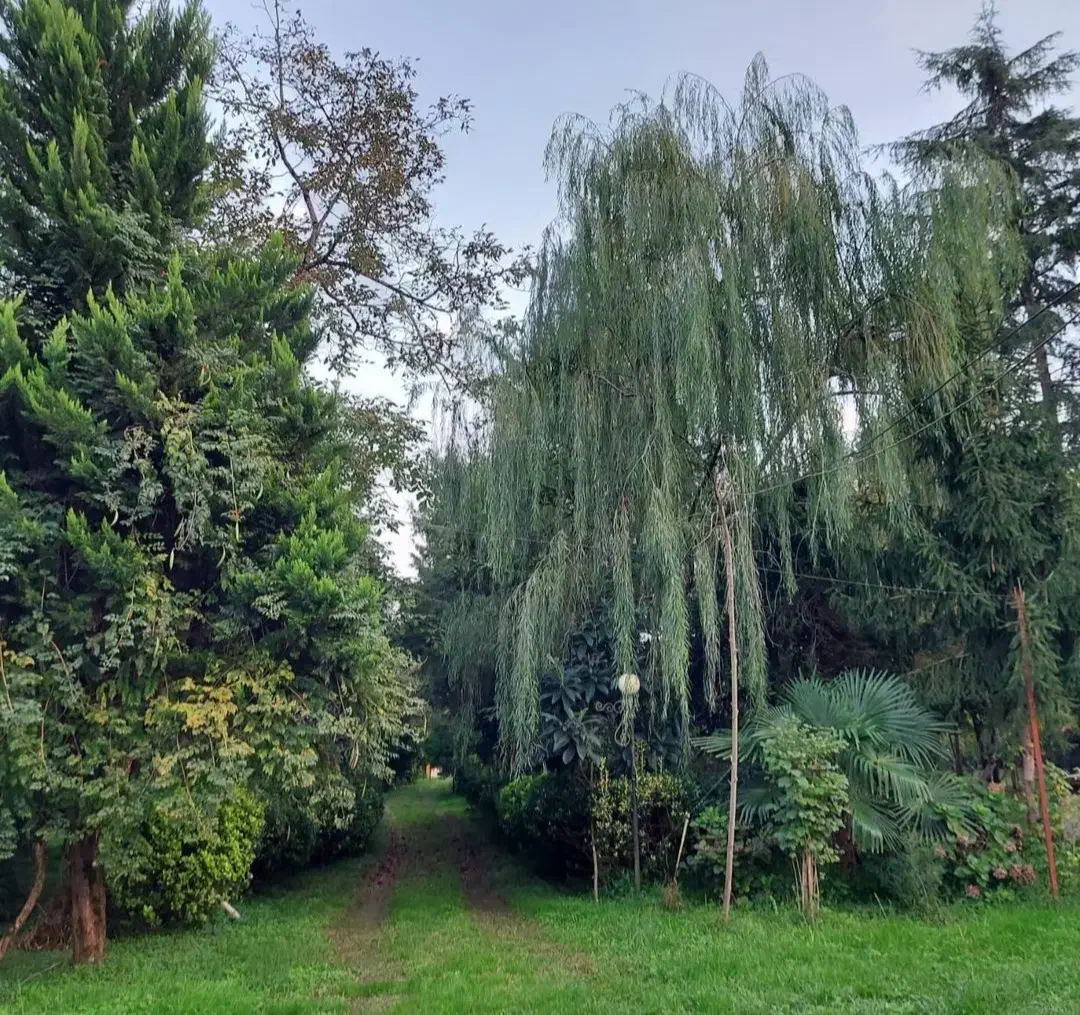 زمین مسکونی ماسال سند تکبرگ با متراژ مختلف
