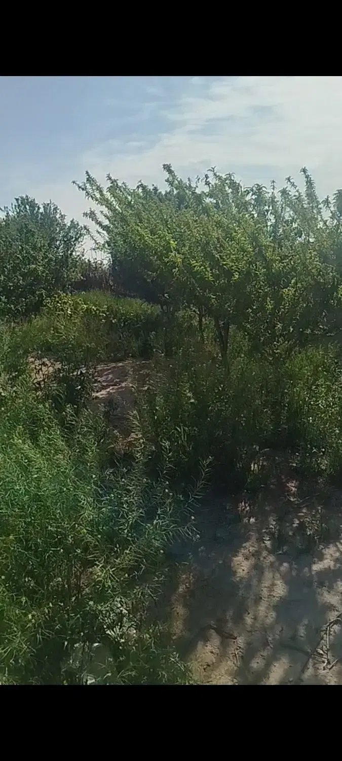 زمین .باغچه. باغ. چهاردیواری