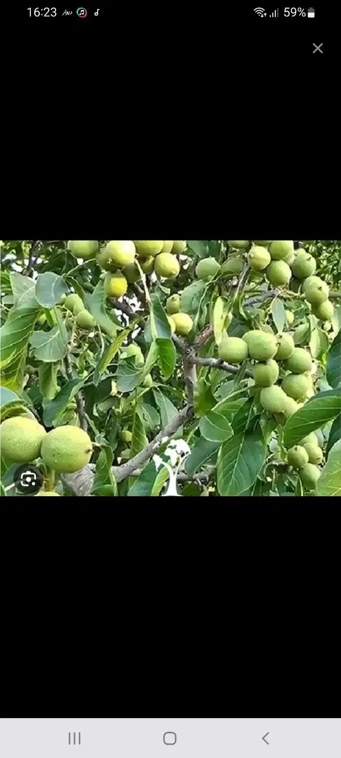 زمین باغشهری کودیان