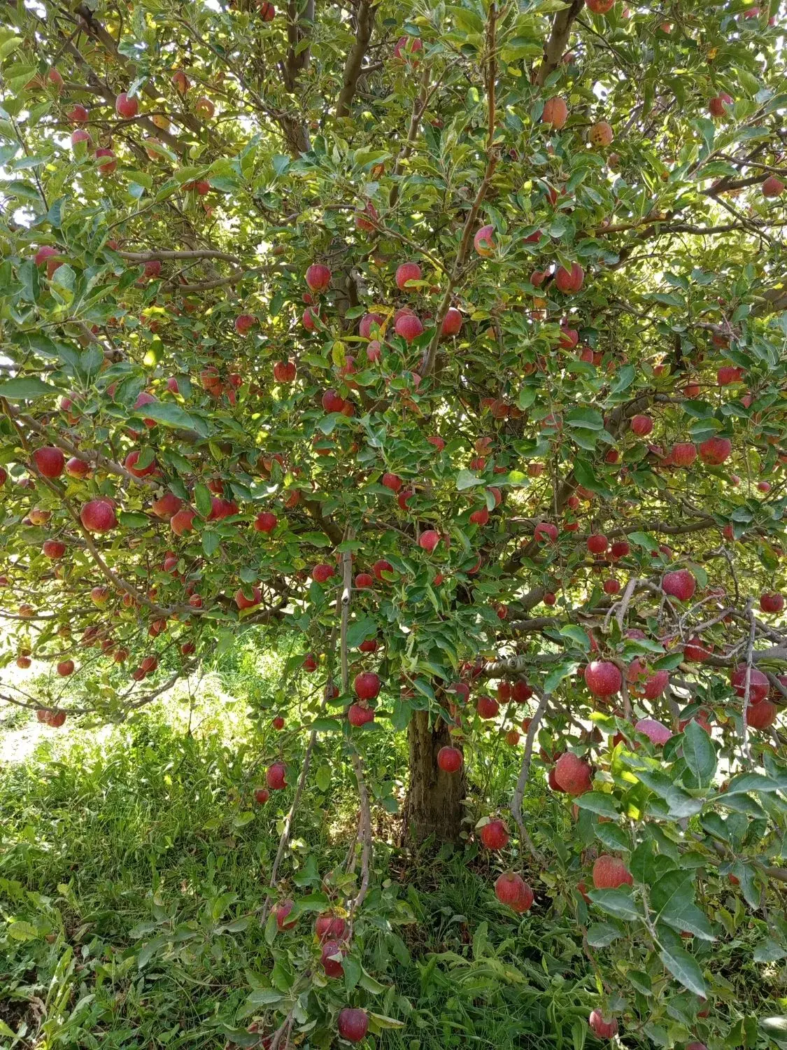 باغچه سیب جوان