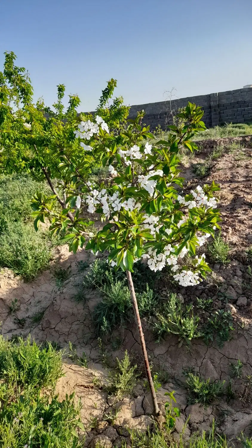 خونه باغ فروشی یا معاوضه