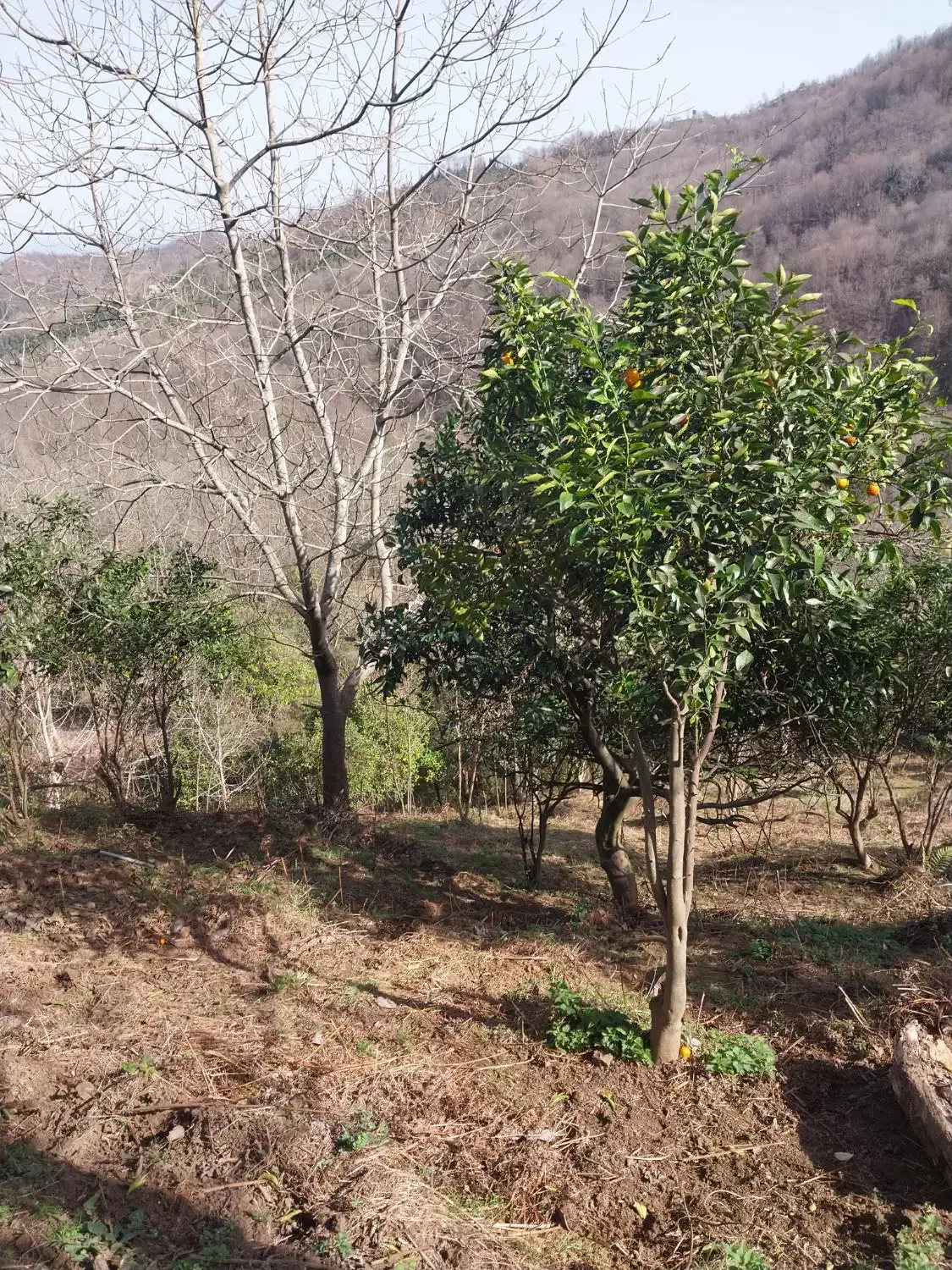 فروش ۸۳۷ متر زمین کشاورزی