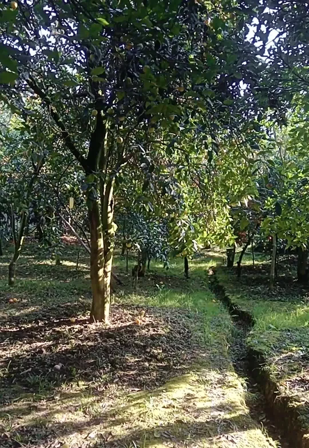 ۱۱۰۰متر زمین در روستای چلاسر سلیمان آباد