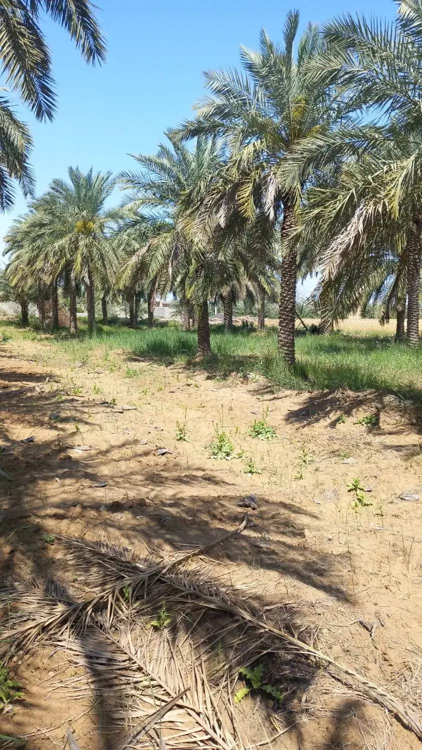 باغ وملک