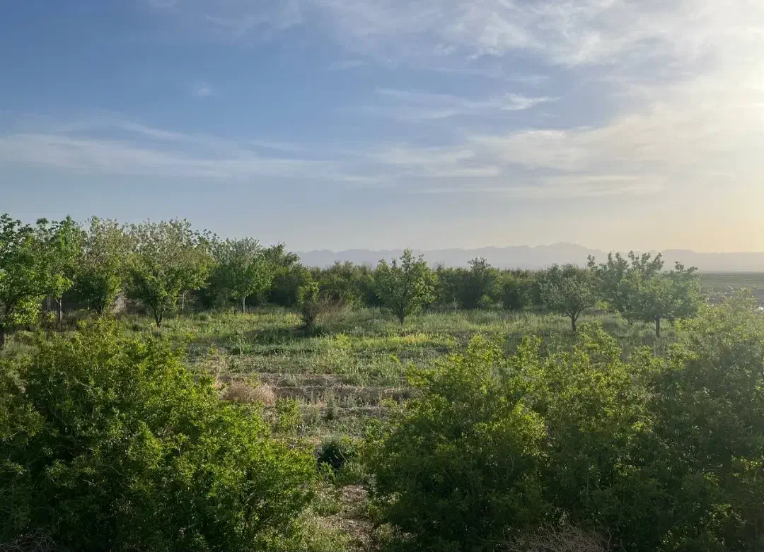 فروش آب چاه به همراه باغ