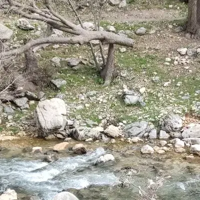 شبکه بهداشت