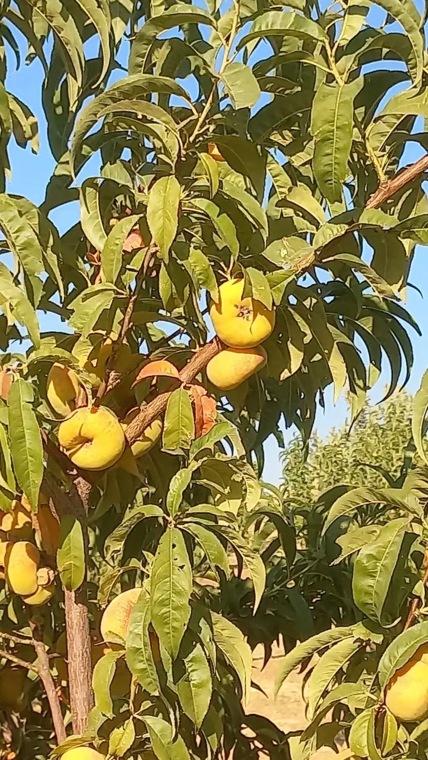 یک هکتار زمین باغی روبه روی گرجی